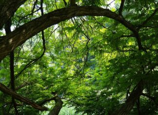 Jak zamontować sklejkę na ścianie?