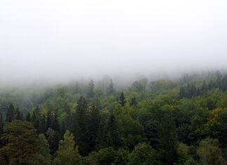 Jak najlepiej zasłonić okna przed słońcem?